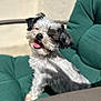 dog, black_and_white, fluffy, small_dog, sitting, green_cushion, outdoor, sunlight, happy, tongue_out, pet, chair, fur, cute, animal, companion, portrait, relaxed, sunny_day, smiling
