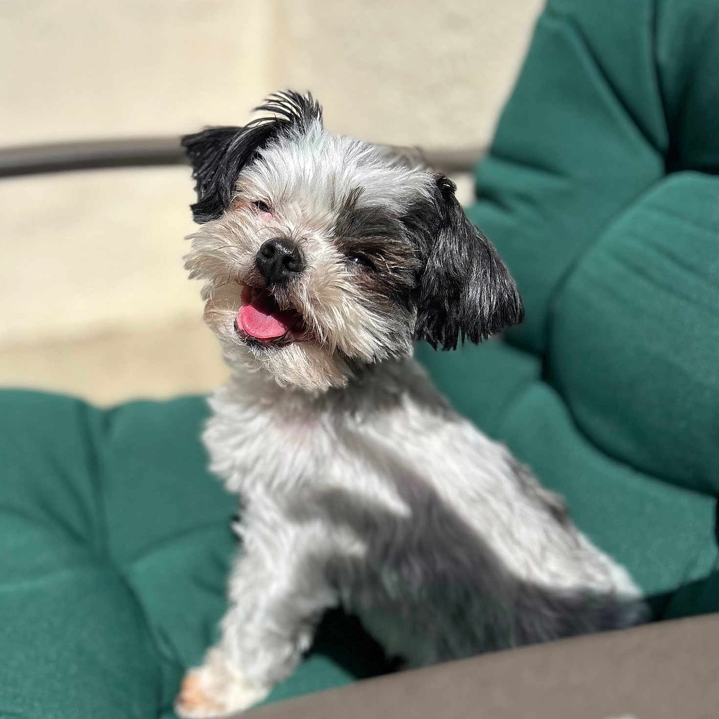 Oreo joined the competition — help win amazing prizes! animal, black_and_white, chair, companion, cute, dog, fluffy, fur, green_cushion, happy, outdoor, pet, portrait, relaxed, sitting, small_dog, smiling, sunlight, sunny_day, tongue_out