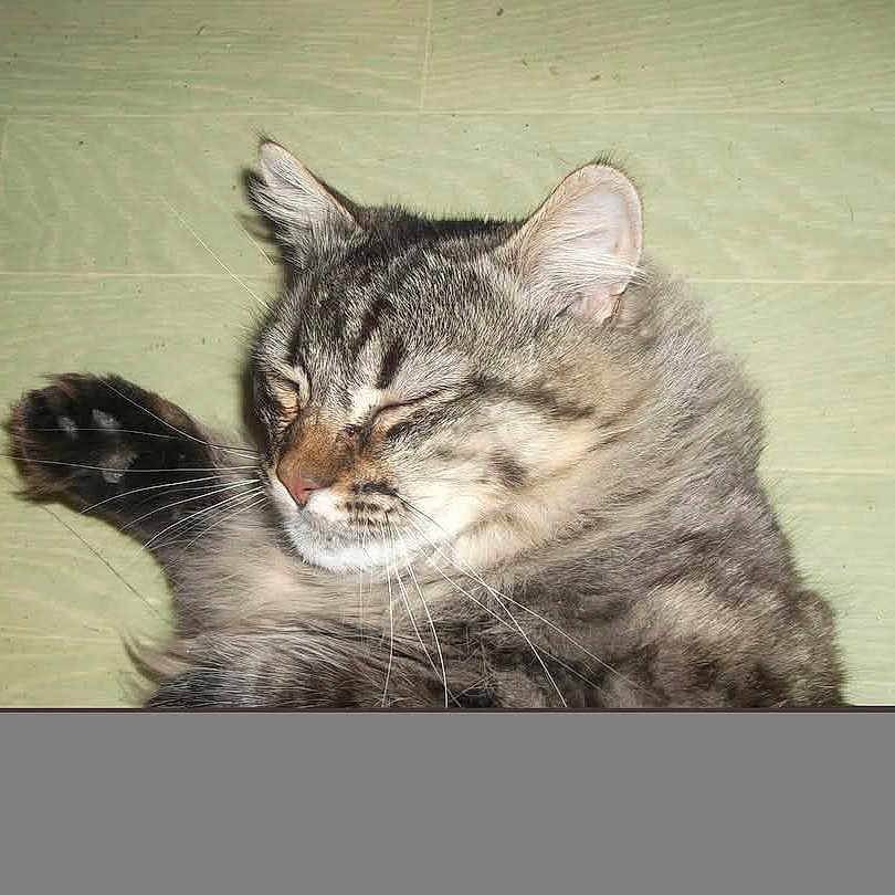 Le Singe a rejoint le concours — aidez-le/la à gagner de superbes lots ! animal, cat, closeup, cute, domestic_animal, feline, floor, fur, indoor, mammal, paw, peaceful, pet, quiet, relaxation, resting, sleeping, soft, tabby, whiskers