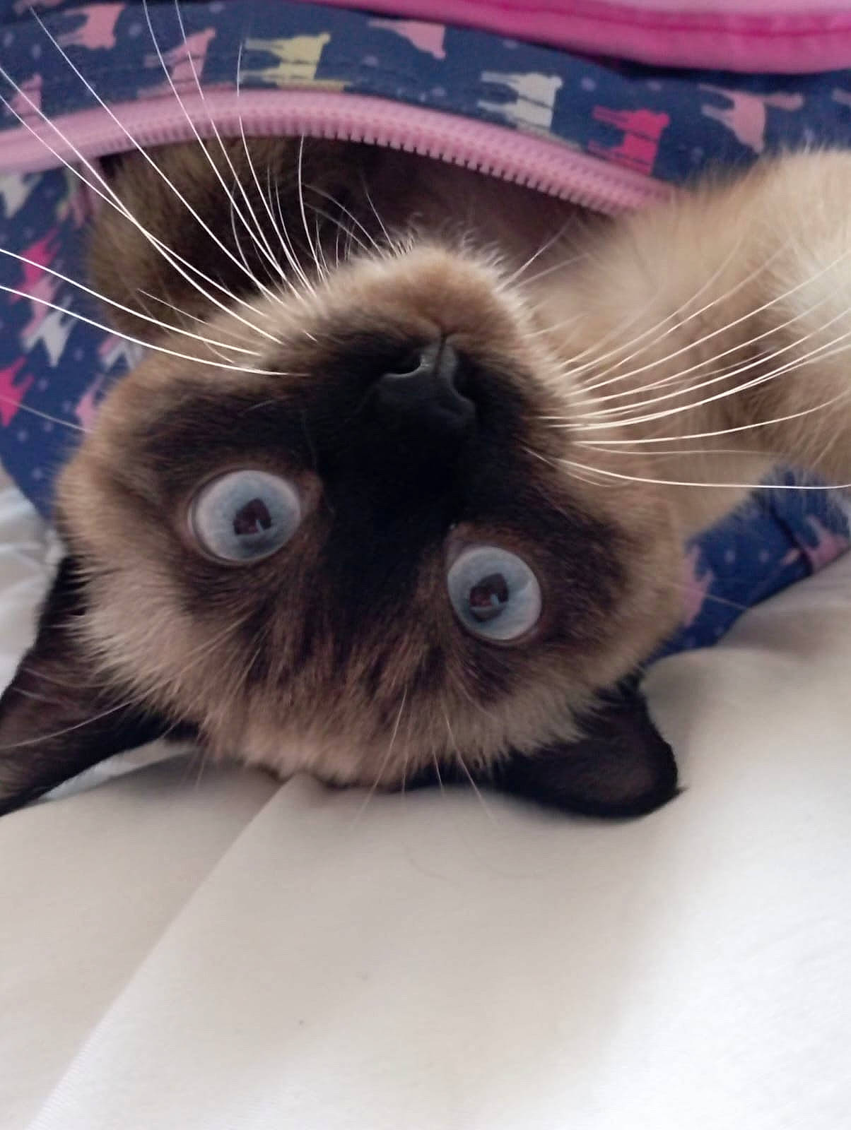 Caline a rejoint le concours — aidez-le/la à gagner de superbes lots ! balinese, birman, carnivore, cat, claw, domestic_short_haired_cat, electric_blue, fawn, felidae, fur, head, iris, paw, photo_caption, siamese, small_to_medium_sized_cats, snout, tail, thai, whiskers