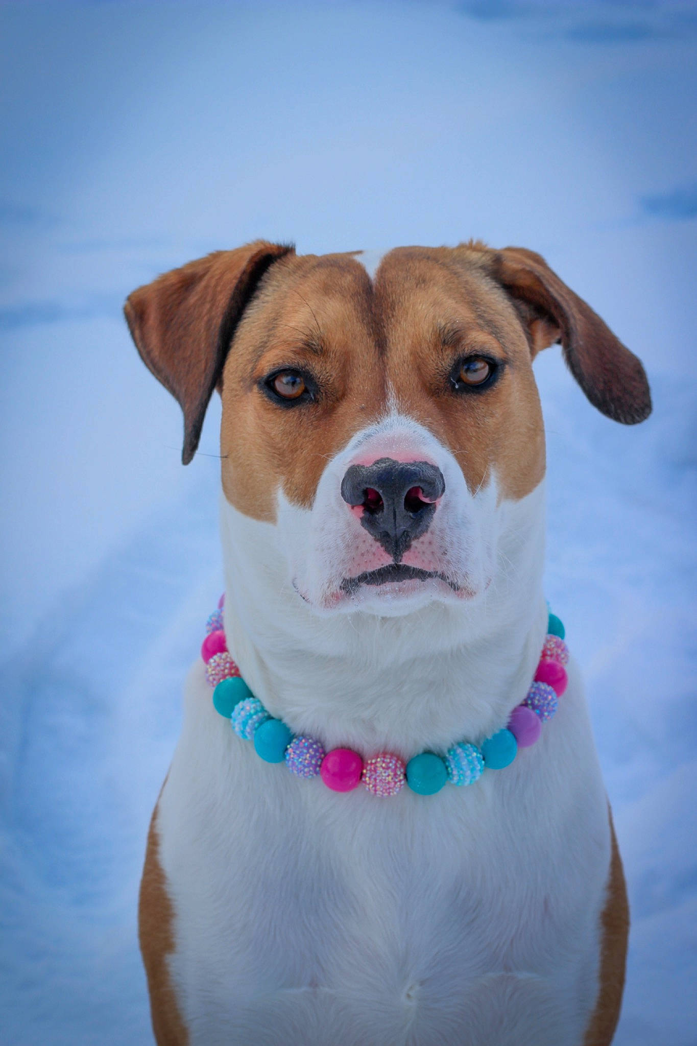 Zula Rose is registered to the contest to win money with this photo: canidae, carnivore, collar, companion_dog, dog, dog_breed, dog_collar, dog_supply, fawn, fur, leash, pet_supply, playing_in_the_snow, puppy, snout, snow, sporting_group, whiskers, winter, working_animal