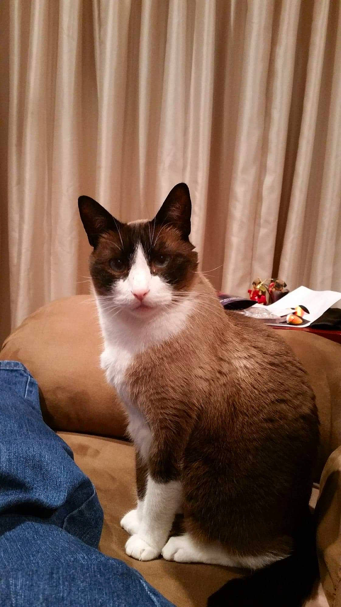 Peaches joined the competition — help win amazing prizes! carnivore, cat, comfort, curtain, domestic_short_haired_cat, eye, felidae, flooring, foot, fur, human_leg, paw, sitting, small_to_medium_sized_cats, snout, tail, whiskers, window, window_treatment, wood