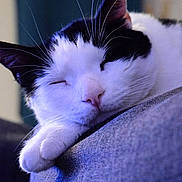 Sushi participe au concours pour gagner de l'argent avec cette photo : cat, sleeping, black_and_white, paw, close_up, couch, indoor, relaxed, whiskers, feline, pet, cozy, resting, fur, nap, domestic_animal, cute, soft_lighting, peaceful, animal