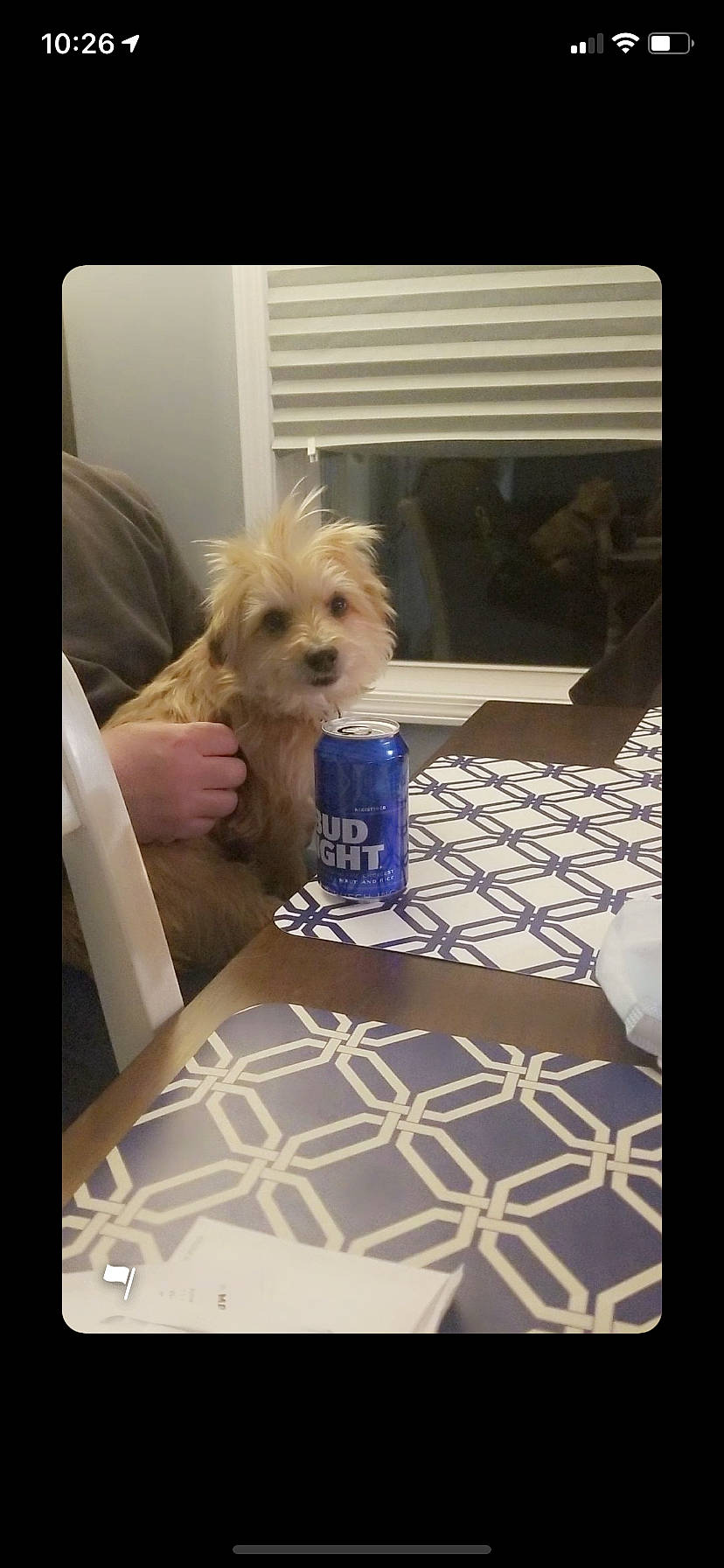 Marley is registered to the contest to win money with this photo: carnivore, chair, companion_dog, dog, dog_breed, dog_supply, door, floor, flooring, fur, hardwood, pattern, photo_caption, rectangle, room, small_terrier, sporting_group, terrier, toy_dog, wood