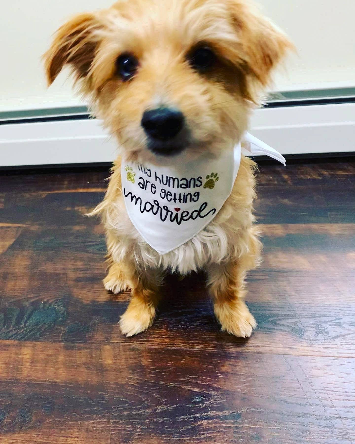 Marley is registered to the contest to win money with this photo: canidae, carnivore, companion_dog, dog, dog_breed, dog_clothes, dog_collar, dog_supply, flooring, fur, maltepoo, paw, puppy_love, small_terrier, snout, sporting_group, tail, terrier, toy_dog, working_animal