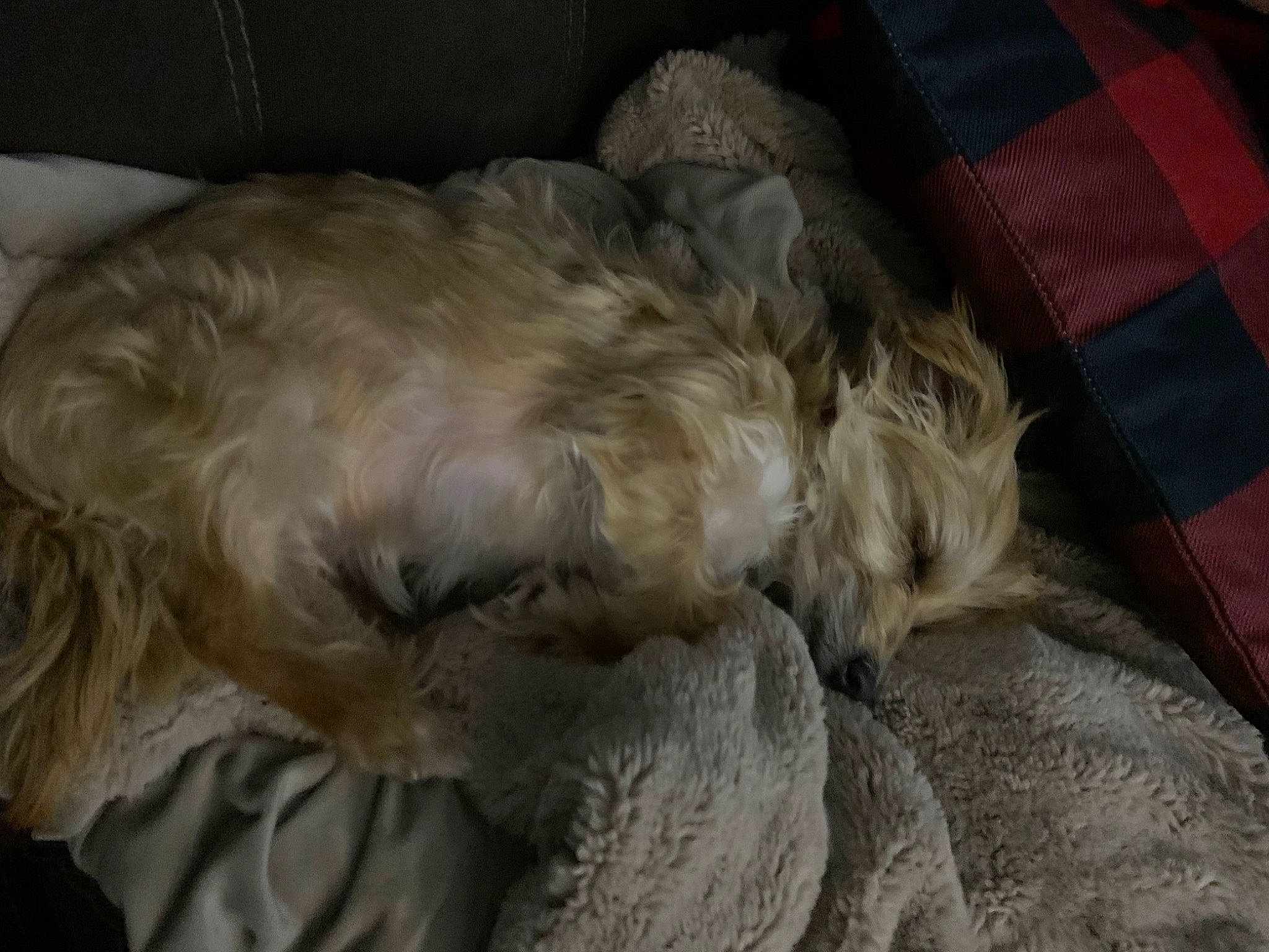 Marley joined the competition — help win amazing prizes! carnivore, comfort, companion_dog, dog, dog_breed, duvet, fawn, felidae, fur, grey, linens, liver, paw, small_to_medium_sized_cats, sporting_group, tail, tartan, terrier, whiskers, working_animal