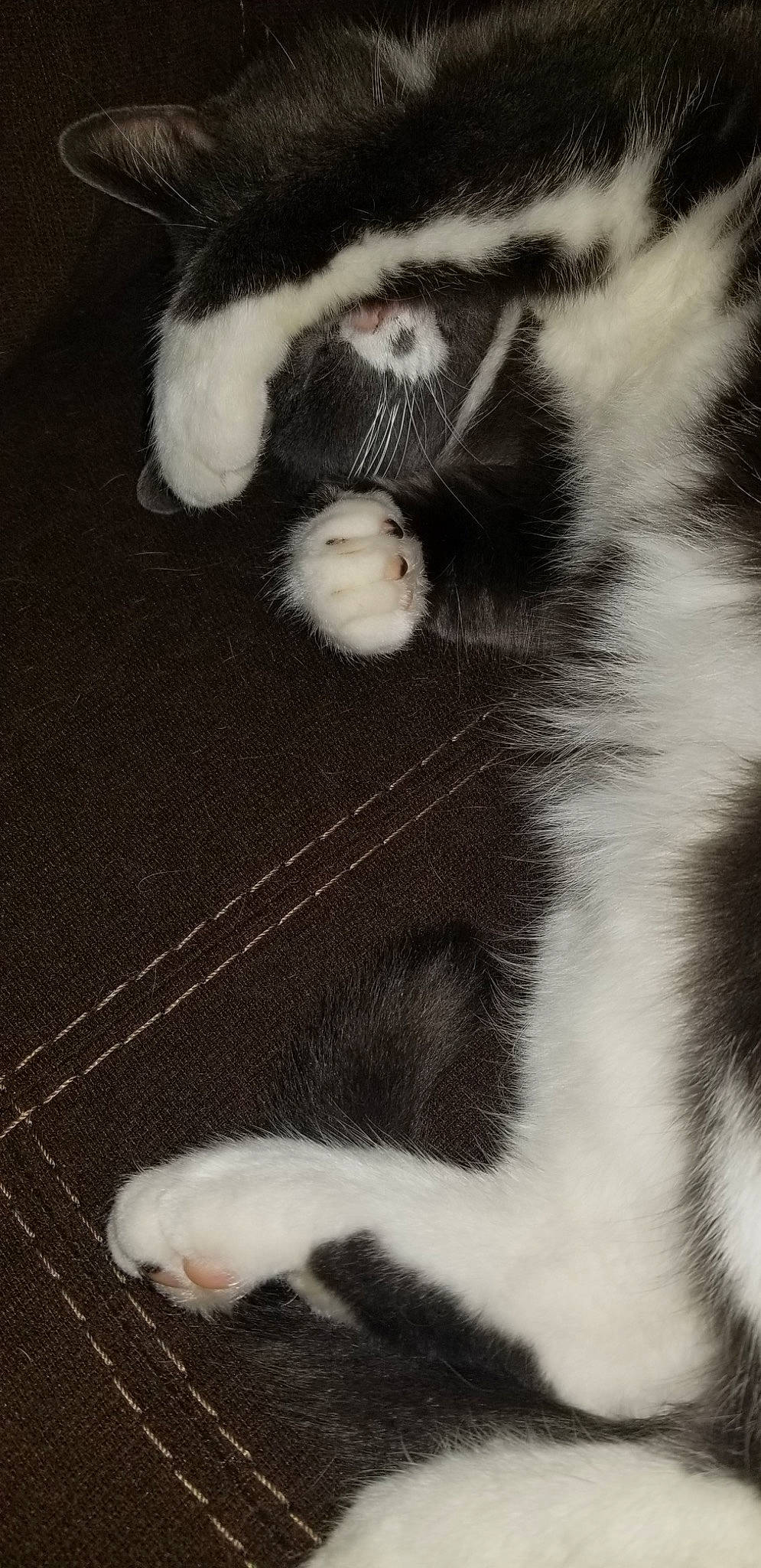 Dotty is registered to the contest to win money with this photo: canidae, carnivore, cat, claw, dog_breed, domestic_short_haired_cat, felidae, flooring, fur, grey, monochrome, monochrome_photography, paw, small_to_medium_sized_cats, snout, sporting_group, tail, terrestrial_animal, whiskers, wood