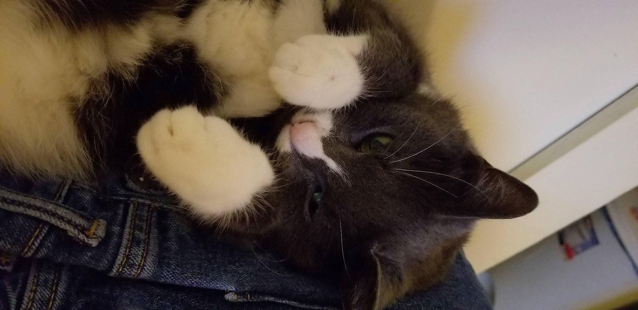 Dotty joined the competition — help win amazing prizes! black_cat, canidae, carnivore, cat, claw, comfort, denim, dog_breed, domestic_short_haired_cat, felidae, fur, nap, natural_material, paw, sleep, small_to_medium_sized_cats, tail, terrestrial_animal, whiskers