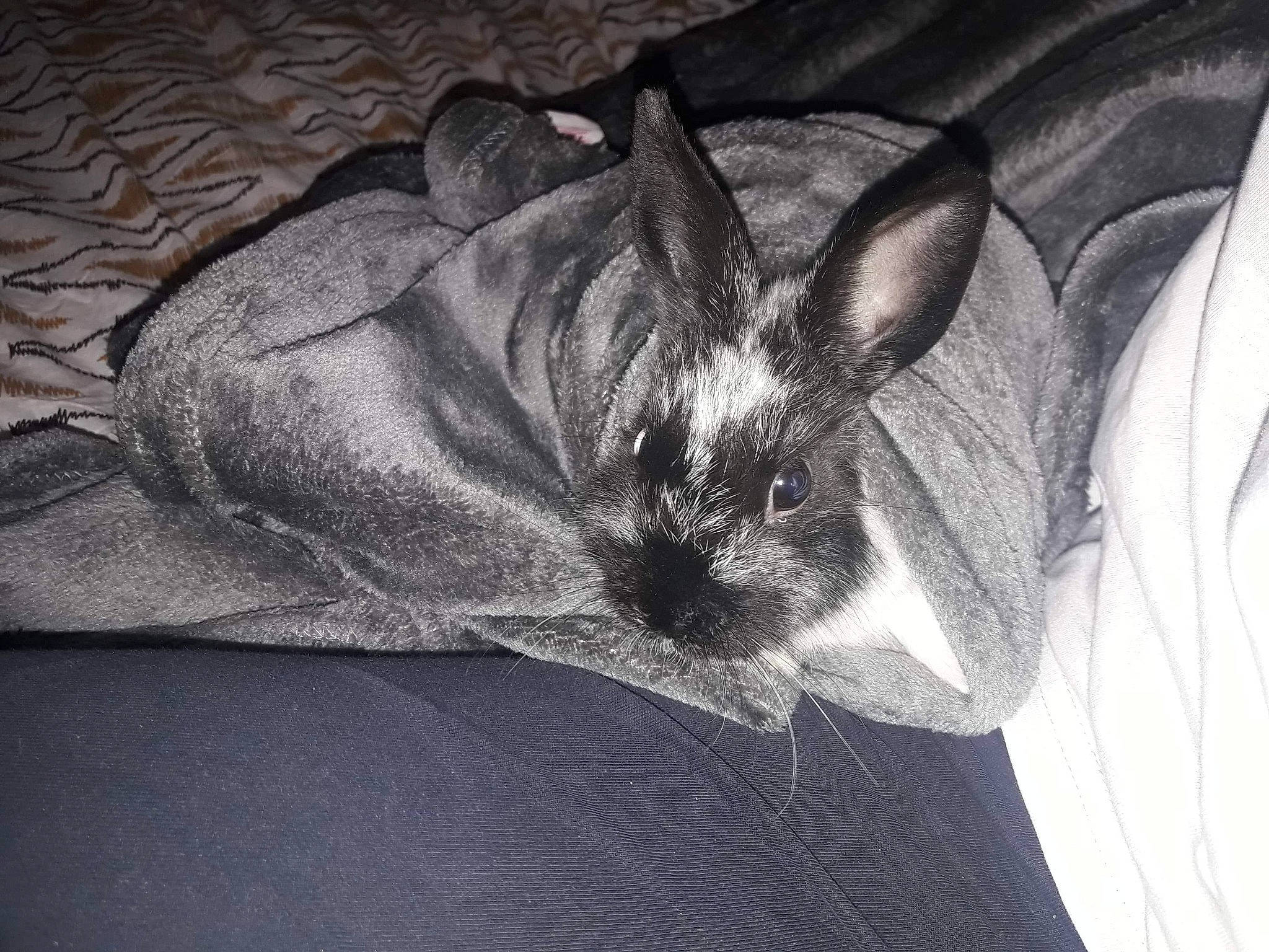 Rox participe au concours pour gagner de l'argent avec cette photo : bat, black_and_white, domestic_rabbit, ear, hare, mammal, monochrome_photography, rabbit, rabbits_and_hares, snout, whiskers, wildlife