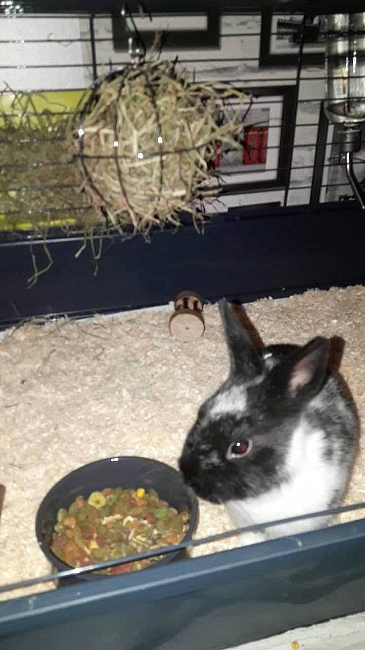 Rox participe au concours pour gagner de l'argent avec cette photo : animal_shelter, cage, domestic_rabbit, fawn, rabbit, rabbits_and_hares, whiskers