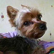 Cookie a rejoint le concours — aidez-le/la à gagner de superbes lots !