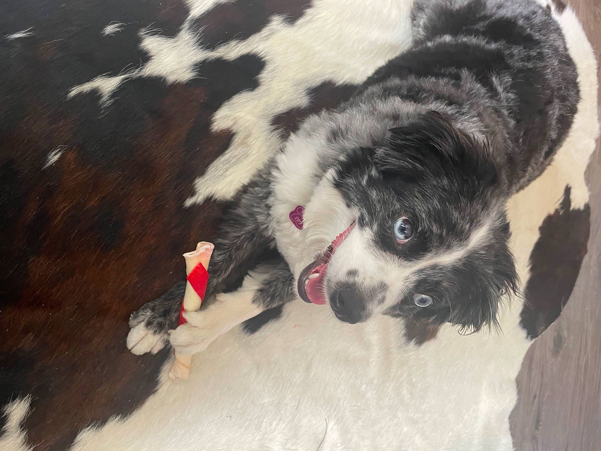 Ivy joined the competition — help win amazing prizes! ball, carnivore, cavalier_king_charles_spaniel, cocker_spaniel, companion_dog, dog, dog_breed, dog_supply, fur, landseer, paw, snout, spaniel, sporting_group, tail, terrestrial_animal, toy_dog, whiskers, working_animal, working_dog