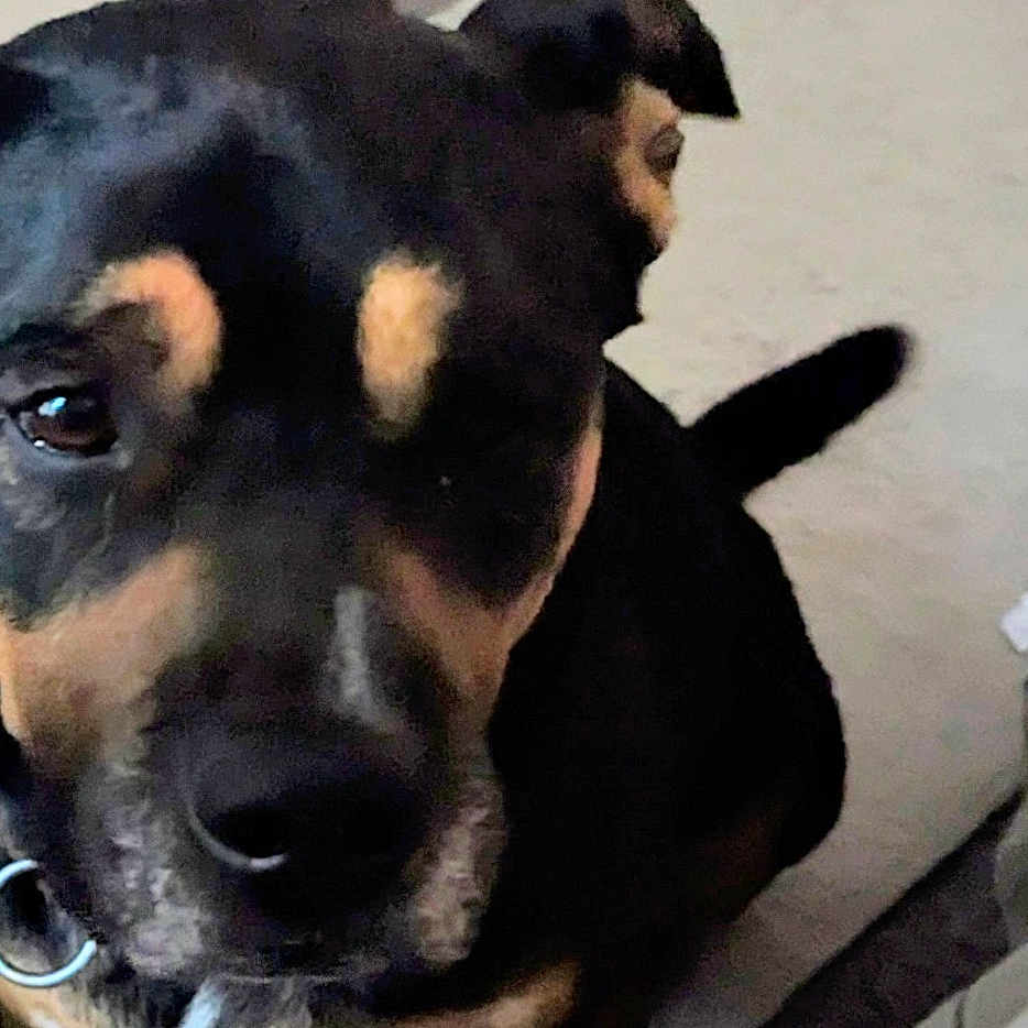 Browny is registered to the contest to win money with this photo: animal, black_and_tan, canine, carpet, close_up, collar, companionship, curtain, dog, domestic, ears, floor, fur, home, indoor, looking, nose, pet, shoes, tail