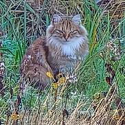 Chepa a rejoint le concours — aidez-le/la à gagner de superbes lots ! cat, fluffy, animal, grass, plants, outdoor, nature, wild, feline, sitting, brown, green, fur, eyes, ears, wilderness, field, portrait, quiet, calm