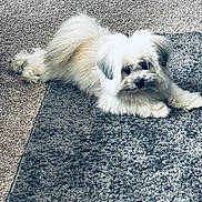Peppa Chante joined the competition — help win amazing prizes! dog, fluffy, white, carpet, indoor, pet, fur, laying_down, curious, small_dog, shaggy, animal, cute, companion, domestic, floor, resting, looking, cozy, home