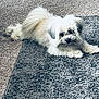 dog, fluffy, white, carpet, indoor, pet, fur, laying_down, curious, small_dog, shaggy, animal, cute, companion, domestic, floor, resting, looking, cozy, home