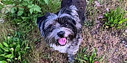 Buddy joined the competition — help win amazing prizes! animal, black_and_white, canine, cute, dog, eyes, fur, grass, greenery, ground, happy, leaves, nature, outdoor, pet, plant, small_dog, smiling, tail, tongue_out