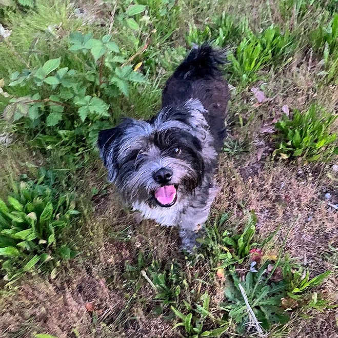 Buddy joined the competition — help win amazing prizes! animal, black_and_white, canine, cute, dog, eyes, fur, grass, greenery, ground, happy, leaves, nature, outdoor, pet, plant, small_dog, smiling, tail, tongue_out