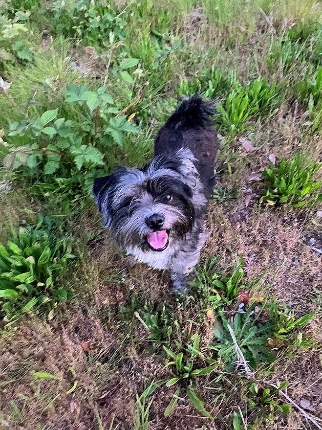 Buddy joined the competition — help win amazing prizes! animal, black_and_white, canine, cute, dog, eyes, fur, grass, greenery, ground, happy, leaves, nature, outdoor, pet, plant, small_dog, smiling, tail, tongue_out