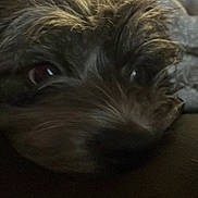 Buddy is registered to the contest to win money with this photo: animal, blanket, close_up, comfort, couch, cozy, dark, dog, face, fur, indoor, laying_down, pet, portrait, relaxing, resting, sleepy, snout, soft_texture, whiskers