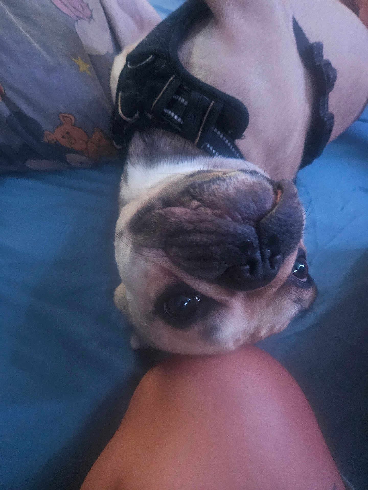 Dyson participe au concours pour gagner de l'argent avec cette photo : dog, upside_down, harness, bed, pillow, cartoon, bear, stars, person, knee, resting, indoor, close_up, face, animal, pet, cute, looking_up, fur, snout