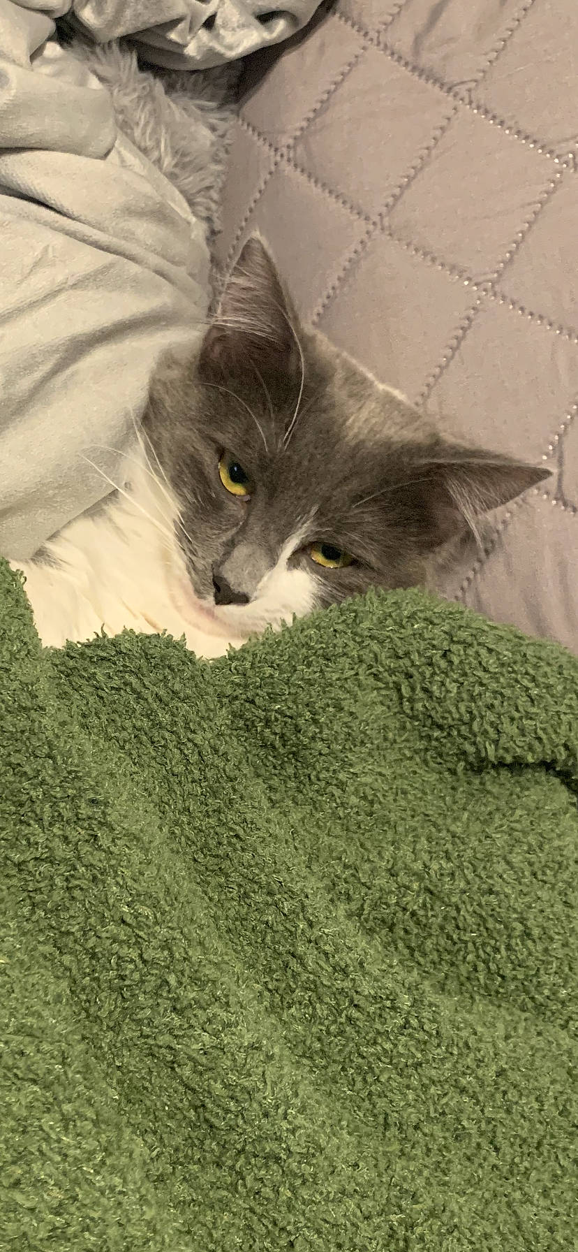 Cannoli is registered to the contest to win money with this photo: carnivore, cat, comfort, domestic_short_haired_cat, felidae, fur, grass, grey, groundcover, linens, sleep, small_to_medium_sized_cats, snout, tail, whiskers