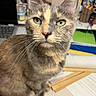 Kitkat is registered to the contest to win money with this photo: brown_fur, cat, close_up, cluttered_background, curious, desk, feline, focused, gray_fur, green_eyes, indoor, laptop, office_supplies, papers, pet, ruler, sitting, tabby_cat, whiskers, yellow_fur