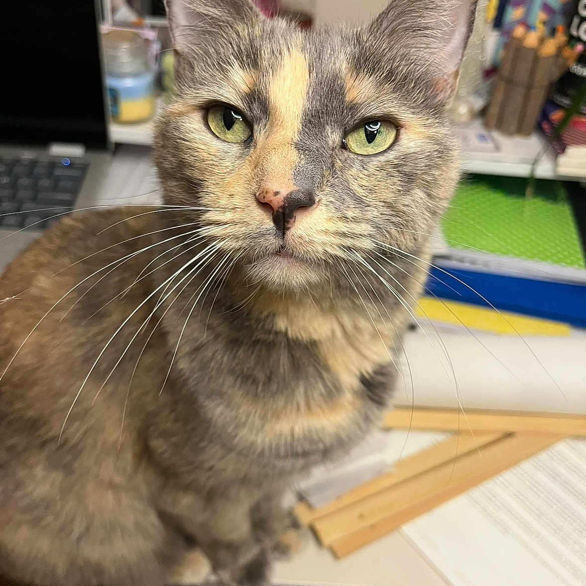 Kitkat