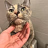 animal, cat, close_up, curious, cute, domestic, ears, face, feline, friendly, fur, gentle, hand, indoor, interaction, person, pet, scratching, wall, whiskers