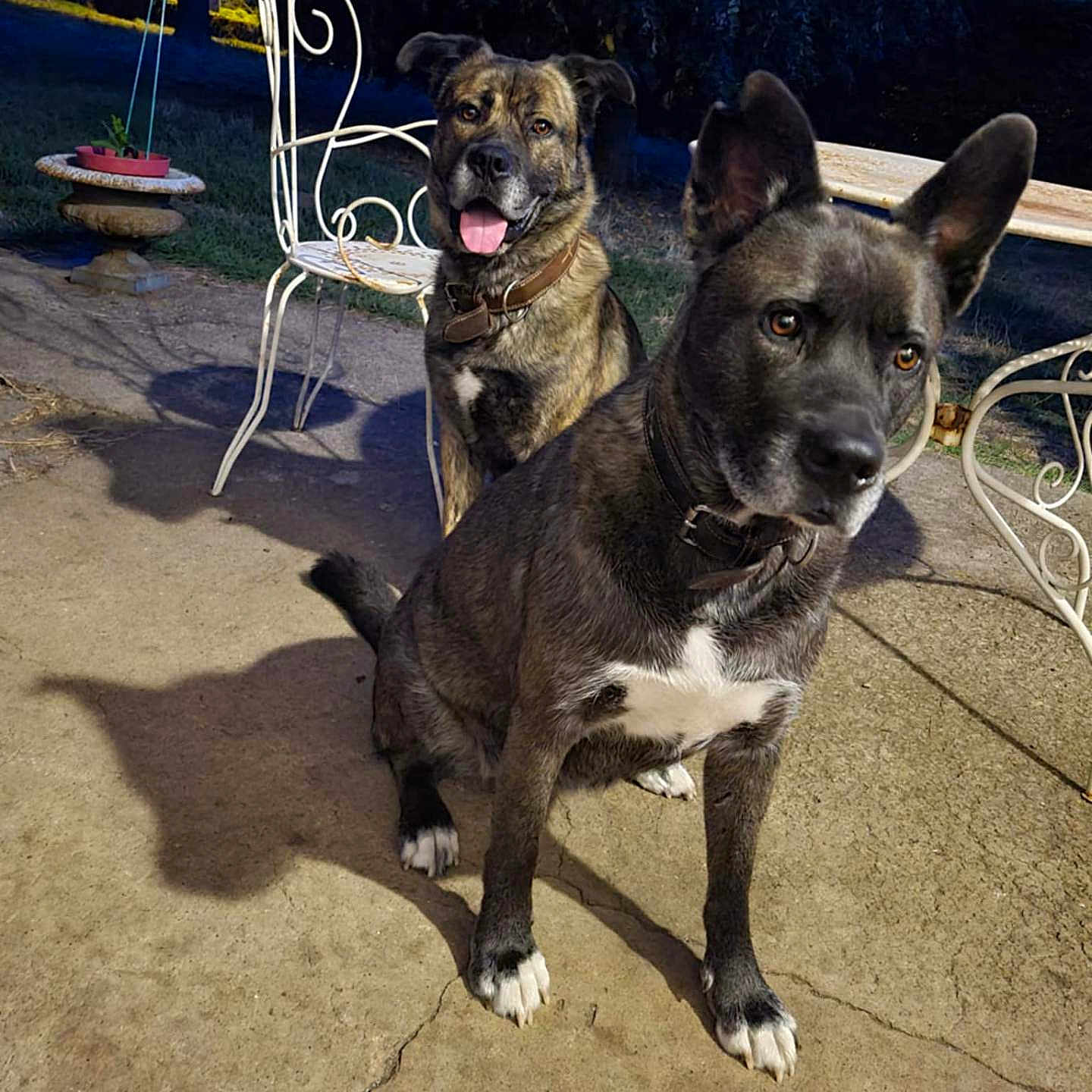 Max Gaïa participe au concours pour gagner de l'argent avec cette photo : animal, collar, concrete, cute, dog, dogs, ears, evening, furniture, garden_chair, grass, nature, outdoor, patio, pet, playful, potted_plant, shadow, tongue, tree