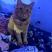 Graham is registered to the contest to win money with this photo: cat, orange_tabby, collar, bell, bed, clothes, blue_lighting, butterfly_wall_decals, indoor, feline, curious, pet, domestic_animal, soft_light, floral_pattern, fabric, whiskers, ears, fur, bedroom