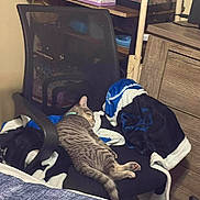 Smokey is registered to the contest to win money with this photo: cat, tabby_cat, sleeping, mesh_chair, blanket, bed, striped_bedspread, wooden_dresser, terrarium, decorative_box, cozy, indoor, pet_collar, paw, furniture, relaxed, bedroom, throw_blanket, home_interior, sitting_area