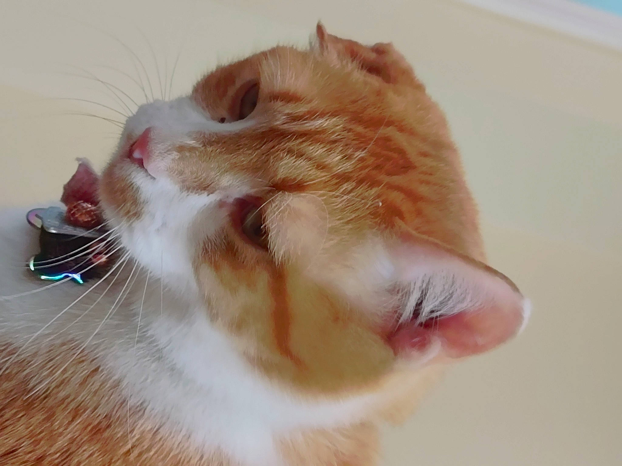 Sebastian is registered to the contest to win money with this photo: carnivore, cat, claw, domestic_short_haired_cat, ear, fang, fawn, felidae, finger, fur, gesture, kitchen_utensil, nail, paw, serveware, small_to_medium_sized_cats, snout, tableware, tail, whiskers