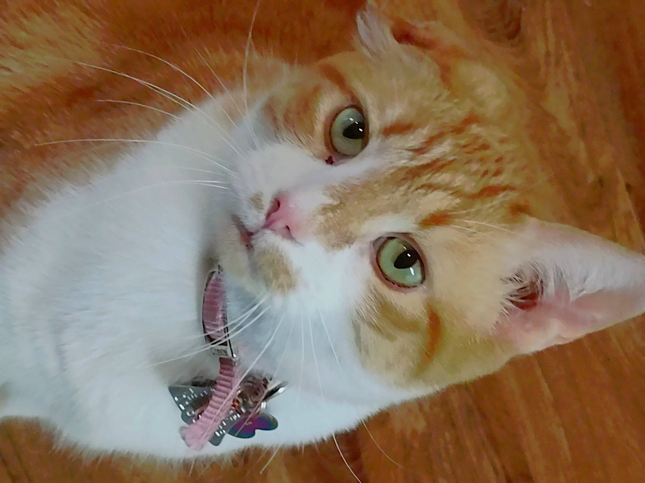 Sebastian joined the competition — help win amazing prizes! carnivore, cat, claw, collar, domestic_short_haired_cat, ear, eyelash, fawn, felidae, fur, gesture, iris, nose, paw, small_to_medium_sized_cats, snout, tail, whiskers, wood