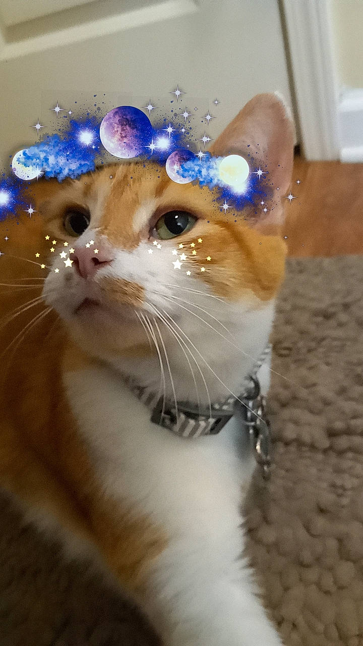 Sebastian joined the competition — help win amazing prizes! blue, carnivore, cat, collar, domestic_short_haired_cat, door, electric_blue, event, fashion_accessory, fawn, felidae, formal_wear, fur, grass, happy, small_to_medium_sized_cats, snout, tail, whiskers, window