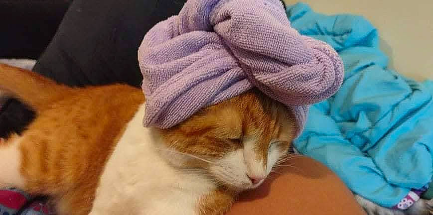 Sebastian joined the competition — help win amazing prizes! art, cap, carnivore, cat, comfort, domestic_short_haired_cat, fashion_accessory, fawn, felidae, fur, hat, linens, small_to_medium_sized_cats, snout, tail, textile, whiskers, wool, woolen, wrinkle