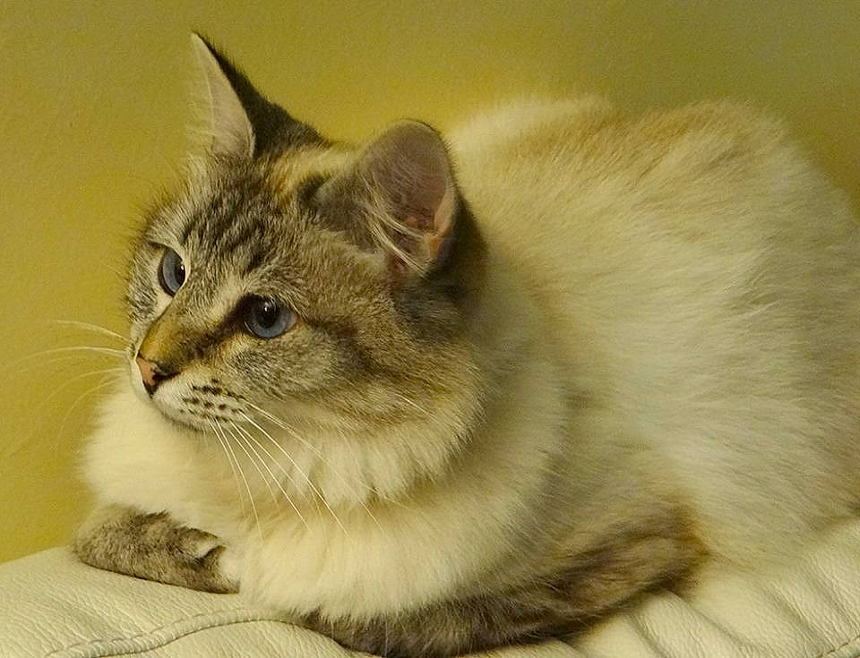 Elza participe au concours pour gagner de l'argent avec cette photo : aegean_cat, asian, asian_semi_longhair, balinese, british_semi_longhair, carnivore, cat, domestic_long_haired_cat, domestic_short_haired_cat, fawn, felidae, kitten, mammal, ragamuffin, ragdoll, siberian, small_to_medium_sized_cats, somali, vertebrate, whiskers