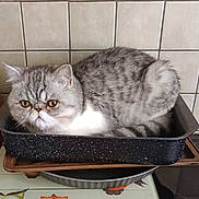 Léo a rejoint le concours — aidez-le/la à gagner de superbes lots ! cat, gray_cat, white_fur, grumpy_face, roasting_pan, kitchen, stove, tile_wall, cozy, pet, animal, indoor, fur, cute, resting, container, appliance, domestic, whiskers, ears