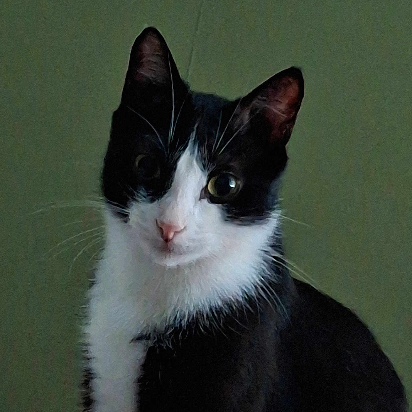 Domino participe au concours pour gagner de l'argent avec cette photo : cat, black_and_white, tuxedo_cat, pet, animal, portrait, close_up, sitting, green_background, whiskers, ears, eyes, nose, fur, white_chest, black_fur, indoor, alert, moody, photography