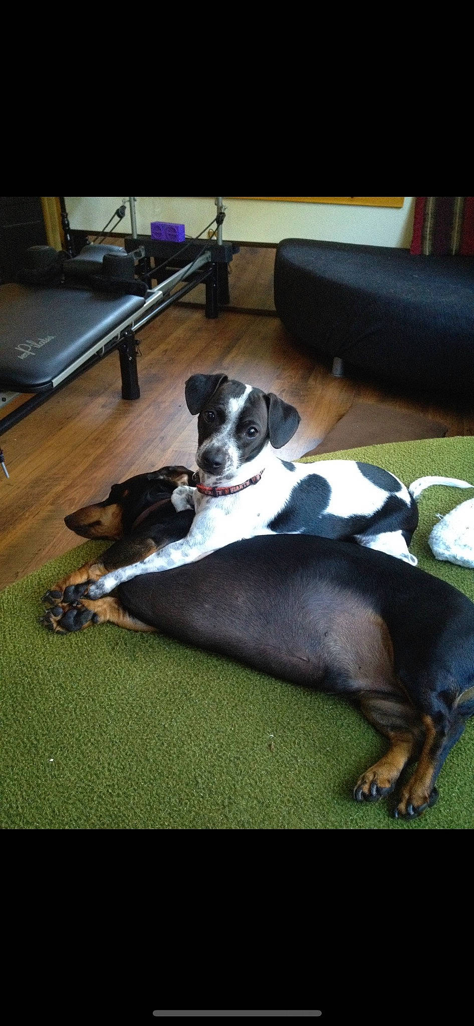 Moe is registered to the contest to win money with this photo: canidae, carnivore, comfort, companion_dog, couch, dog, dog_breed, fawn, floor, flooring, grass, guard_dog, hardwood, living_room, room, sofa_bed, sporting_group, tail, terrestrial_animal, working_animal