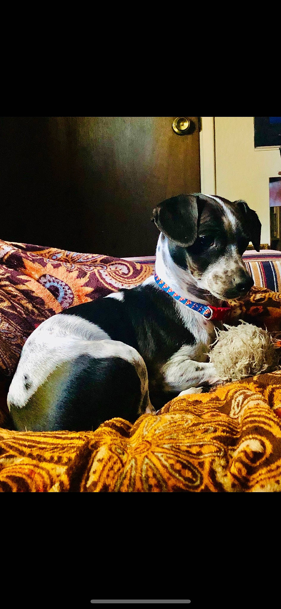 Moe is registered to the contest to win money with this photo: bookcase, canidae, carnivore, collar, comfort, companion_dog, dog, dog_breed, dog_collar, dog_supply, fur, linens, non_sporting_group, pet_supply, rectangle, shelf, sporting_group, terrier, whiskers, working_animal