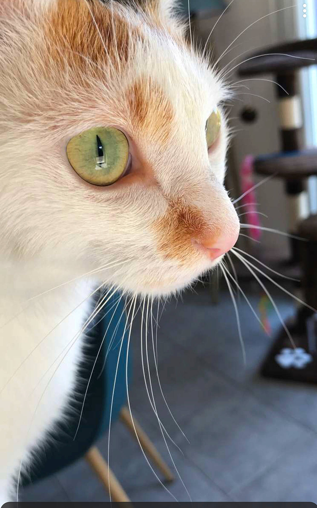 Olive a rejoint le concours — aidez-le/la à gagner de superbes lots ! carnivore, cat, claw, comfort, domestic_short_haired_cat, ear, eyelash, fawn, felidae, fur, iris, paw, pet_supply, small_to_medium_sized_cats, snout, terrestrial_animal, whiskers, wildlife