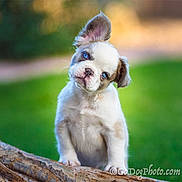 Kevin joined the competition — help win amazing prizes! puppy, dog, blue_eyes, head_tilt, tree_branch, outdoor, nature, green_background, close_up, cute, fur, young_dog, pet, animal, portrait, curious, playful, fluffy, whiskers, ears