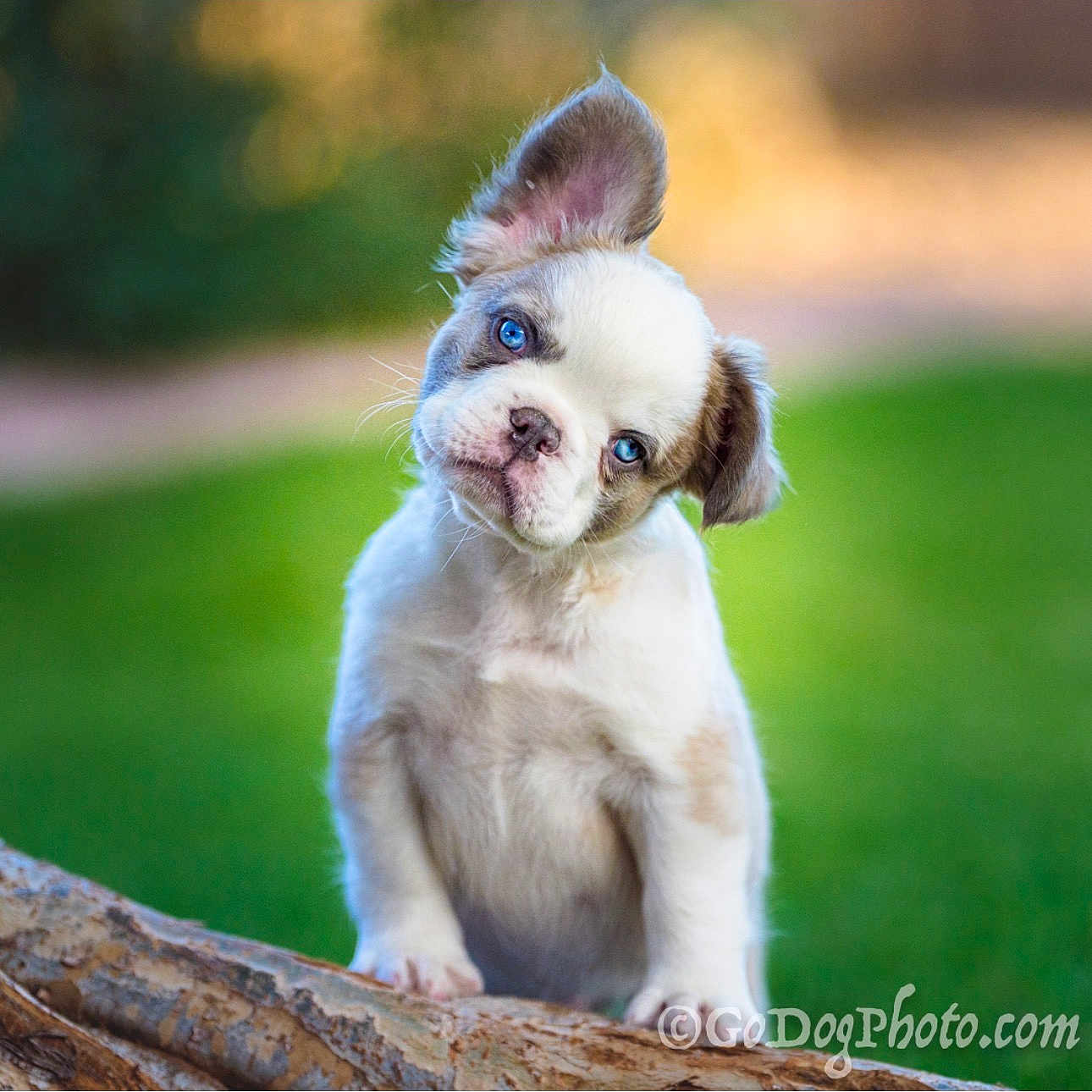 Kevin joined the competition — help win amazing prizes! puppy, dog, blue_eyes, head_tilt, tree_branch, outdoor, nature, green_background, close_up, cute, fur, young_dog, pet, animal, portrait, curious, playful, fluffy, whiskers, ears