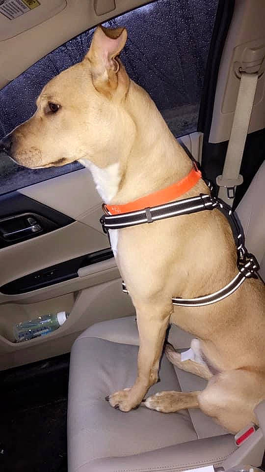Braxton Leo joined the competition — help win amazing prizes! auto_part, canidae, carnivore, collar, comfort, companion_dog, dog, dog_breed, dog_collar, dog_supply, fawn, human_leg, non_sporting_group, pet_supply, snout, sporting_group, thigh, trunk, vehicle_door, working_animal