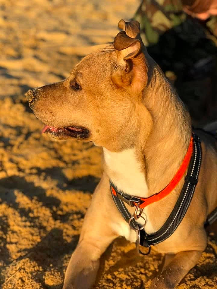 Braxton Leo is registered to the contest to win money with this photo: beach, canidae, carnivore, collar, companion_dog, dog, dog_breed, dog_clothes, dog_collar, dog_supply, fawn, leash, pet_supply, sighthound, snout, soil, sporting_group, terrestrial_animal, whiskers, working_animal
