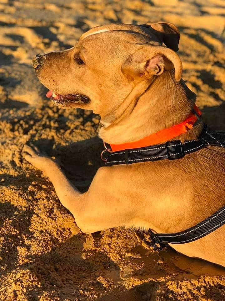 Braxton Leo is registered to the contest to win money with this photo: beach, canidae, carnivore, collar, companion_dog, dog, dog_breed, dog_clothes, dog_collar, dog_supply, landscape, leash, liver, pet_supply, soil, sporting_group, terrestrial_animal, working_animal, working_dog, wrinkle