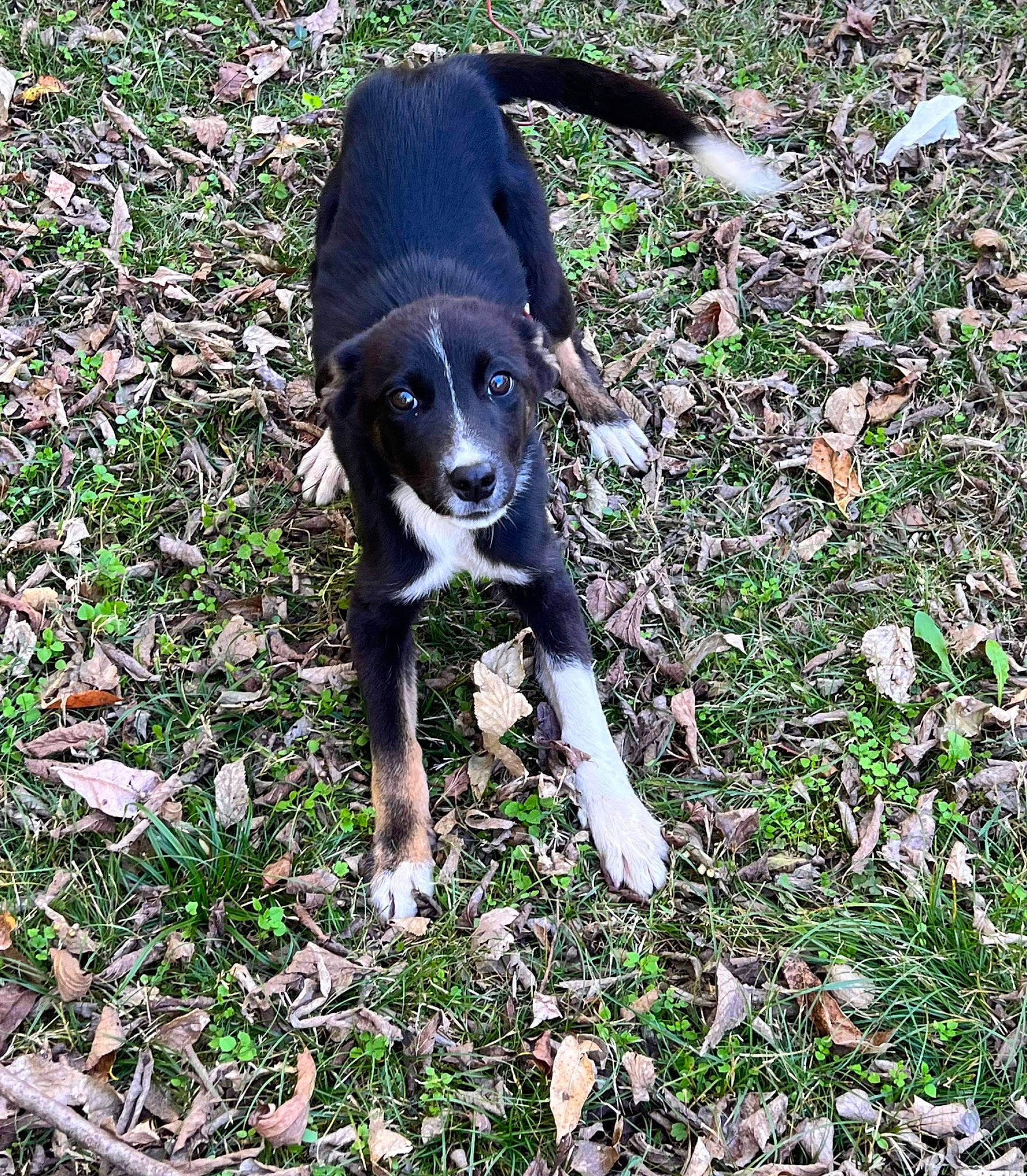 Jasmine is registered to the contest to win money with this photo: borador, canidae, carnivore, companion_dog, dog, dog_breed, dog_supply, fawn, grass, groundcover, hunting_dog, non_sporting_group, pet_supply, plant, snout, sporting_group, tail, terrestrial_animal, working_animal, working_dog