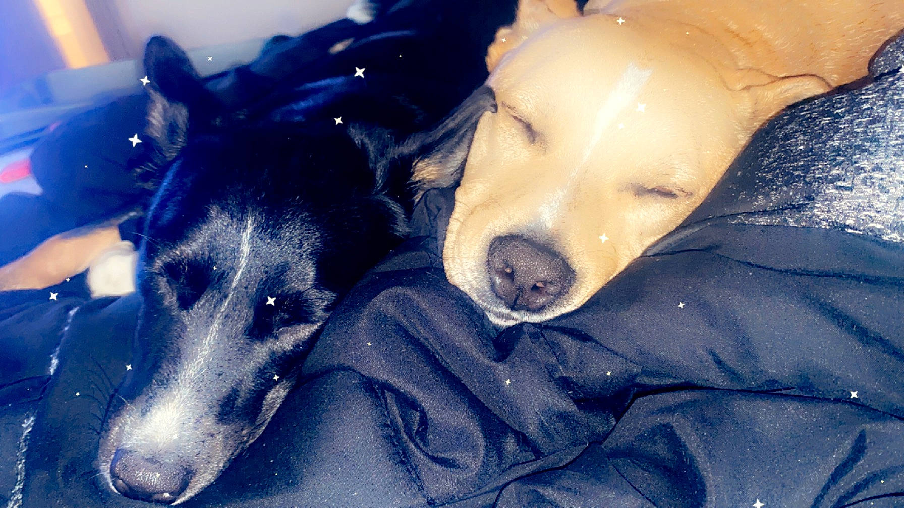 Jasmine joined the competition — help win amazing prizes! borzoi, canidae, carnivore, companion_dog, dog, dog_breed, ear, fur, guard_dog, jaw, magyar_agar, mammal, non_sporting_group, rampur_greyhound, sighthound, snout, sporting_group, terrestrial_animal, whiskers, working_animal