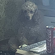 Crytal participe au concours pour gagner de l'argent avec cette photo : coca_cola_can, cozy, curly_hair, decor, dim_light, dog, drink_can, floor, furniture, grainy, home, indoor, napkin, pet, poodle, quiet, resting, shadow, table, wallpaper